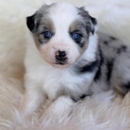 Aussiedoodle and Toy Australian Shepherd Puppies from Bar 4 Aussies