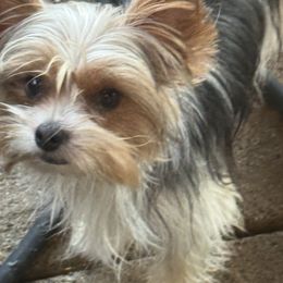 Junie - Yorkshire Terrier