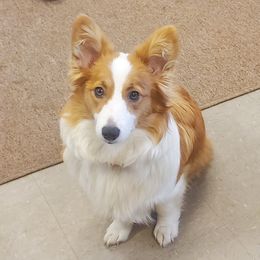 Aj - Pembroke Welsh Corgi
