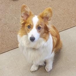 Aj - Pembroke Welsh Corgi