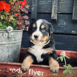 Silver girl - Bernese Mountain Dog puppy from Country Acres Berners