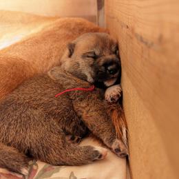 Shiba Inu Puppies from Cornerpost Shiba Inus