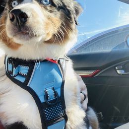 Miniature Australian Shepherd Puppies from Rebel Creek Mini Aussies