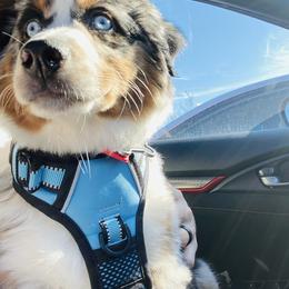 Miniature Australian Shepherd Puppies from Rebel Creek Mini Aussies