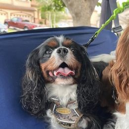 Cavalier King Charles Spaniels from Burton Ranch Cavaliers