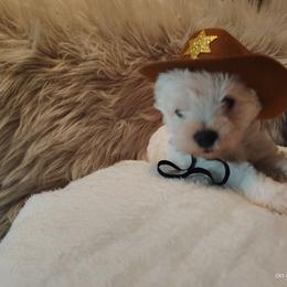 Cowboy - Wheaten male Miniature Schnauzer puppy in Mineola, Texas from Nikkis Minis
