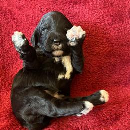 Girl 3 - Purple Collar - Black and white female Cavapoo puppy in Tempe, Arizona from Springerdoodles Plus AZ
