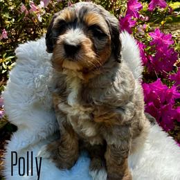 Polly - Merle female Goldendoodle puppy in Travelers Rest, South Carolina from Bailey Mountain Doodles