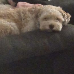Havanese All Grown Up from Melissa Adams