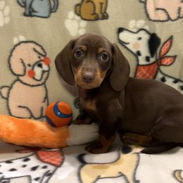 Boy 1 - Dachshund puppy from RJ's Miniature Dachshunds