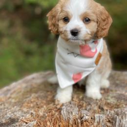 Cavapoo, Cockapoo, and Poodle Puppies from Heavenly puppies to love