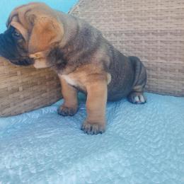Cane Corso Puppies from Willow’s Meadow