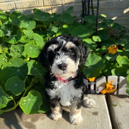 Mackenzie - Tri-color female Bernedoodle puppy in Sparrows Point, Maryland from Rosie’s Puppies