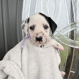 Lilac Ribbon Girl - White and black female Dalmatian puppy in Hillsville, Virginia from Spot On Dalmatians