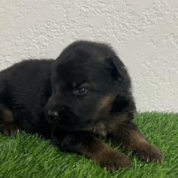 Clark - Black and red male German Shepherd puppy in Quartz Hill, California from Von Gonzalez Kennel