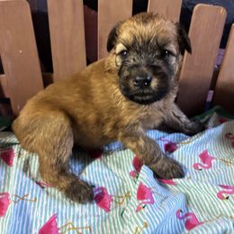 Flamingo - Wheaten female Soft Coated Wheaten Terrier puppy in Gladewater, Texas from Felicias Swheaties