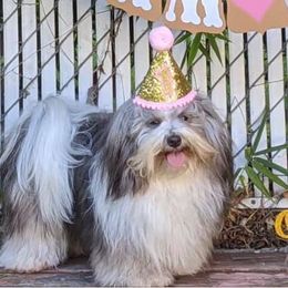 Cali - Havanese