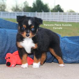 Sweetie - Black tri female Toy Australian Shepherd puppy in Chandler, Oklahoma from Parsons Place Aussies