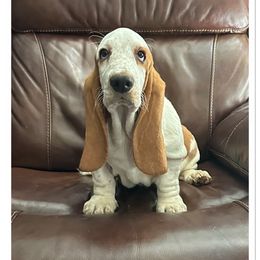 Lime green collar puppy - Red and white Basset Hound puppy in Columbia, South Carolina from Pawmetto Hounds