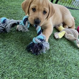 Bella - Yellow female Labrador Retriever puppy in Pilot Hill, California from Houston Labradors