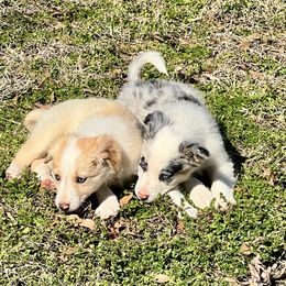Border Collie Puppies from Patricia Goodwin