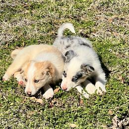 Border Collie Puppies from Patricia Goodwin