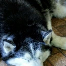 Siberian Huskies from Mountain Top Siberians