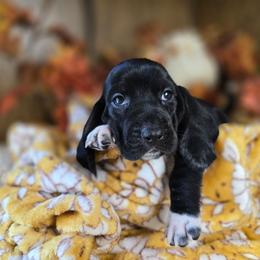 Moondancer - Black and white female Basset Hound puppy in Valley, Washington from Enchanted Valley Paws