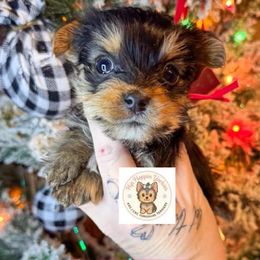 Opal - Black and tan female Yorkshire Terrier puppy in Strunk, Kentucky from Hip Hoppin Yorkies