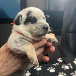 Patch (BM4) Orange - Blue speckled male Australian Cattle Dog puppy in Saint Albans, Maine from Australian Cattle Cuties and littles
