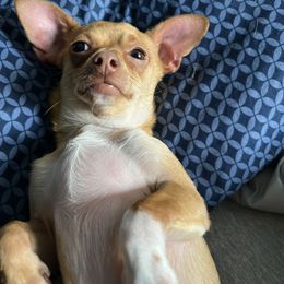 Gouda - Chihuahua