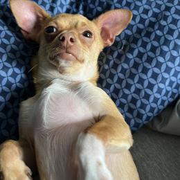 Gouda - Chihuahua