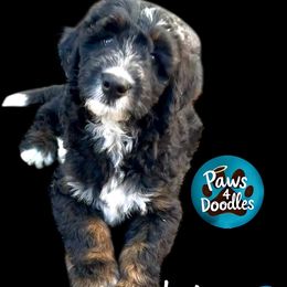 Lake - Black Tail - Tri-color male Bernedoodle puppy in Henrico, Virginia from Paws 4 Doodles, LLC