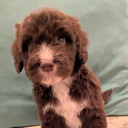 Eddie - Red male Aussiedoodle puppy in Pamplin, Virginia from Hope & Joy Acres