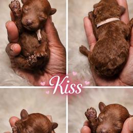 Kiss - Red  female Poodle puppy in Durham, North Carolina from Baileys Paws and Furs