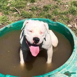 American Bulldogs and German Shepherds from Vom Oma Haus Kennels