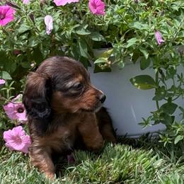 Shiner - Sable male Dachshund puppy in Fort Worth, Texas from Louis' Litters