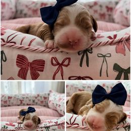 Noel - Red female Australian Labradoodle puppy in Summerfield, North Carolina from Four Oaks Labradoodles