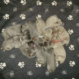 Blue Male Pick 2 - Blue male Weimaraner puppy in Kingwood, Texas from Desert Rose Weimaraners