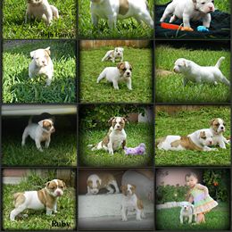 American Bulldog and French Bulldog Puppies from BackyardfinestBullys