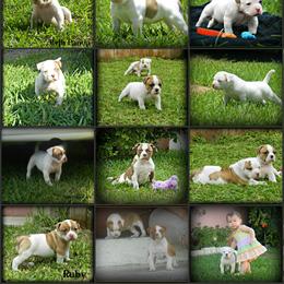 American Bulldog and French Bulldog Puppies from BackyardfinestBullys