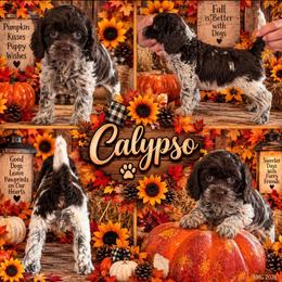 Calypso - Brown roan female Cockapoo puppy in Holton, Indiana from MoonShine Babies / OZ