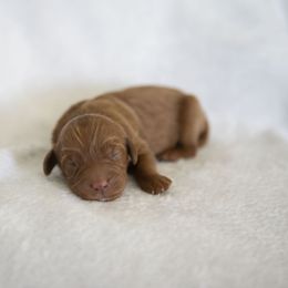 Girl 2 - Red female Bernedoodle puppy in Tampa, Florida from TOP NOTCH PUPS- BERNEDOODLE BREEDER