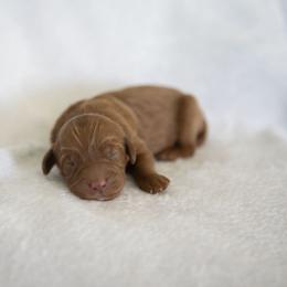 Girl 2 - Red female Bernedoodle puppy in Tampa, Florida from TOP NOTCH PUPS- BERNEDOODLE BREEDER