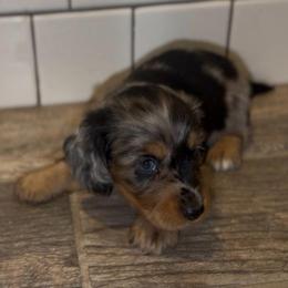 Boo - Black and tan male Dachshund puppy in Buckeye, Arizona from Duran Dachshunds