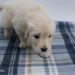 Belle - Light golden female Golden Retriever puppy in Lakewood, California from Cloud Nine Kennel
