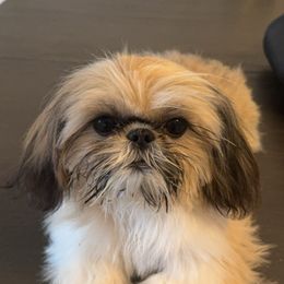 Oliver - Shih Tzu