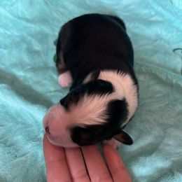 Girl 3 - Red tri-color female Miniature American Shepherd puppy in Troy, Ohio from Wiggle Wags Miniature American Shepherds