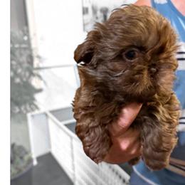 Girl 1 - Chocolate female Shih Tzu puppy in Milford, Delaware from Spunky Shih-Tzus Delaware (Spunky Shih-Tzus)