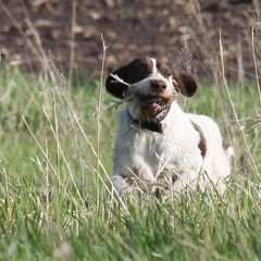 German Wirehaired Pointer Puppies from Backwoods Kennels